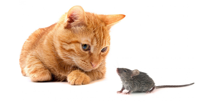 chat-souris-1080x720