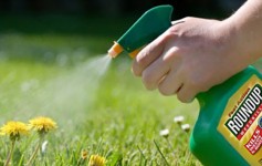 sprayweeds-roundup copie