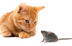 chat-souris-1080x720
