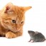 chat-souris-1080x720