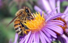 abeille