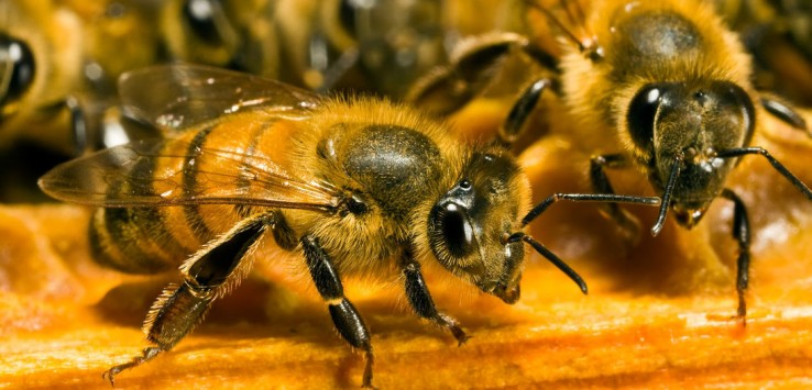 abeilles